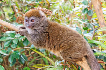 The eastern lesser bamboo lemur (Hapalemur griseus), Aka the gray bamboo lemur and the gray gentle lemur, in the Andasibe Mantadia National Park, Madagascar © dennisvdwater