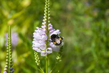 Hummel an Gelenkblume