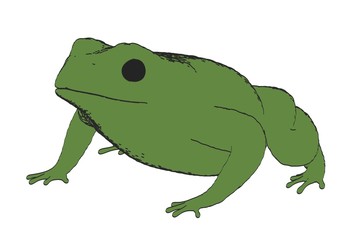 2d cartoon illustration of bufo bufo