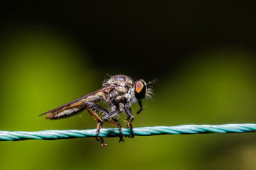 Robber Fly, assassin fly (Asilidae)