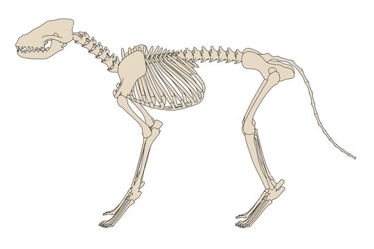 2d cartoon illustration of canine skeleton