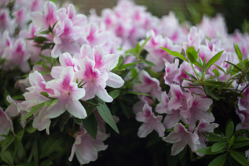 Azalea #1