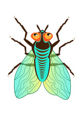 Green fly with red eyes and translucent wings