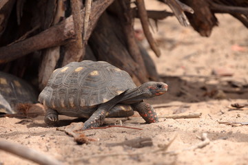 Obraz premium Schildkröten in der Caatinga von Brasilien