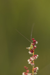 Red and White #2