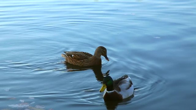 COUPLE CANARDS DANS L'EAU
