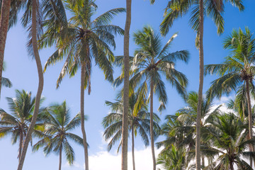 Fototapeta na wymiar Кокосовые пальмы на фоне Неба.