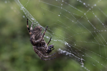 Close-up photography of eating spider on the web