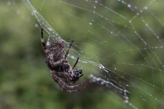 Close-up photography of eating spider on the web
