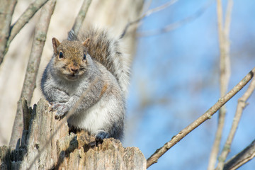 Gray Squirrel Perched