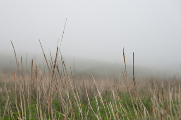 Obraz premium Foggy day and view of dry grass in the mist