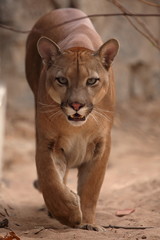 Fototapeta premium Der Puma oder auch Berglöwe 