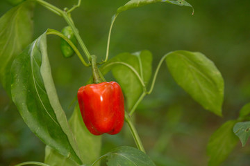 Red Pepper #1
