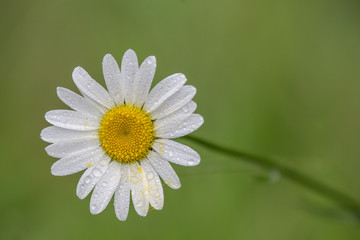 Daisy #3