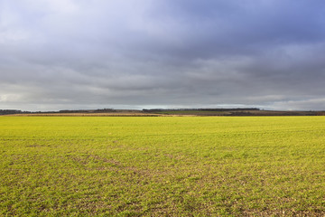 stormy sky and wheat