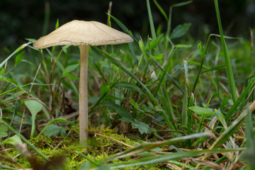 Lonely Mushroom #3