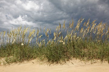 Sea oats against stormy sky.. Outer Banks, North Carolina. Horizontal.