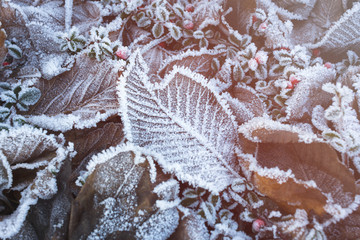 Herbstlaub, mit Raureif überzogen.
