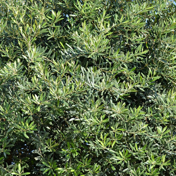 The foliage of olive tree closeup