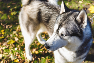  Husky Dog playing in the street.