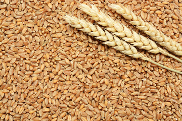 Wheat grain background