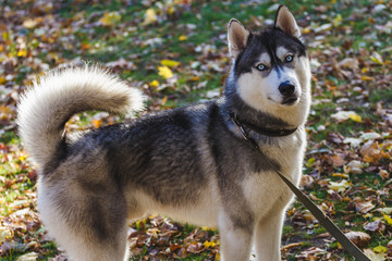 Obraz premium Husky Dog playing in the street.