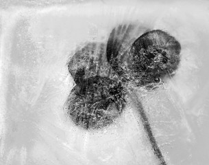Four leaf clover frozen in ice