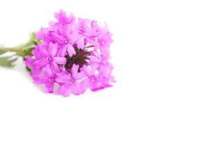 Purple Prairie Verbena on white, with copy space