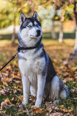  Husky Dog playing in the street.