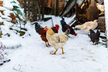 Молодые петухи и курицы на подворье
