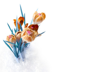 Fototapeta na wymiar spring color crocus flower bouquet