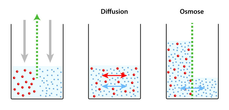 Osmose - Diffusion - Unterschied