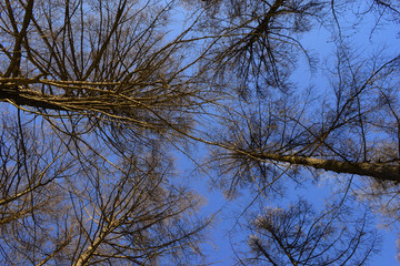 Silhouettes of bare trees against blue sky. View from below