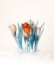 Photo sur Aluminium Crocus bouquet de fleurs de crocus couleur printemps