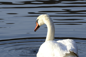 Schwan an einem kalten Wintertag