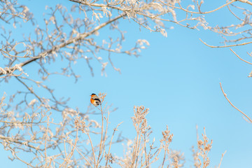 Bullfinch sits on a tree branch	