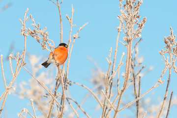 Bullfinch sits on a tree branch	