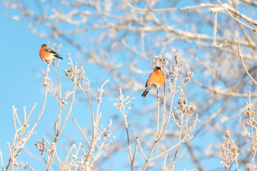 Bullfinch sits on a tree branch	
