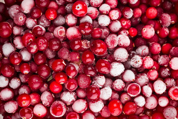 many frozen red cranberries in summer forest