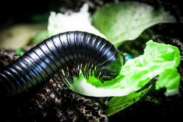 centipede