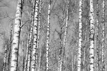Obraz premium brzozowy las, czarno-białe zdjęcie, jesienny krajobraz