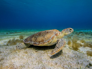 Turtle Cove 1