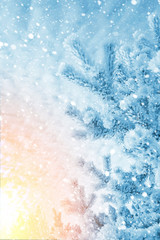 Winter bright background. Pine in the frost on the background of the cloudy sky.