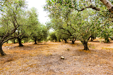 Olivenbaumhain, Olivenbäume (Olea europaea)