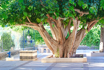 Israel. Capernaum. The trunk of the ficus in the Cathedral of the Twelve Apostles