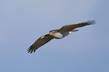 Eurasian sparrowhawk (Accipiter nisus)