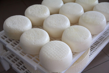 Tray with cheese on a cheese-making industry. Food