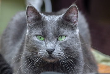 The green-eyed grey cat lying and looking	