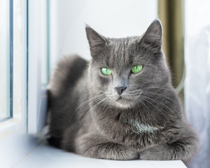 The green-eyed grey cat lying and looking	