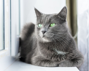 The green-eyed grey cat lying and looking	